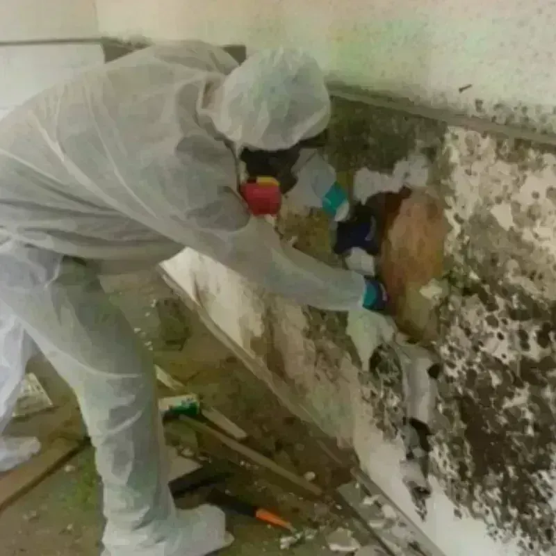 Mold Remediation and Removal in Princeville, IL